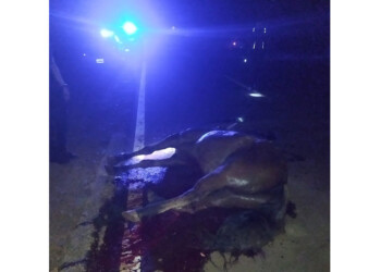 Un caballo murió tras ser embestido por un auto en Irigoyen