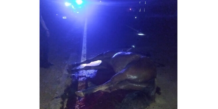 AGONÍA. El caballo quiso cruzar la ruta y fue embestido. Murió luego de agonizar varios minutos.
