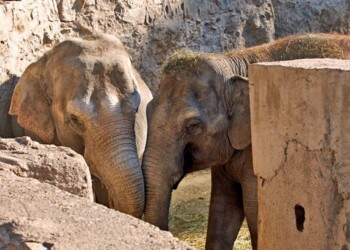 La apasionante historia de Pocha y Guillermina