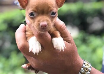 Voy a recoger a mi nuevo cachorro