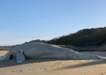 Hallan una extraña ballena albina muerta en Australia