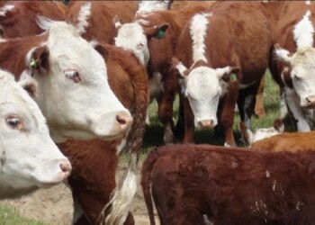 Niveles de cría de ganado siguen siendo buenos, aunque comienzan a deteriorarse