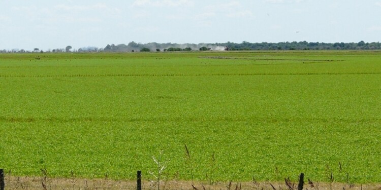 BENEFICIO. Destacaron que recarbonizar los suelos agrícolas proporciona grandes ventajas.
