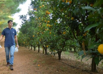 Evaluaron el uso de fertilizantes nitrogenados en los cítricos