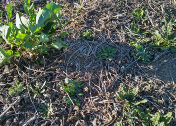 Avanzan con la pulverización  variable contra las malezas