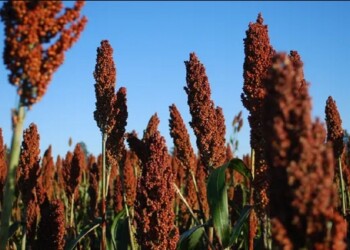 Ante la demanda china, el sorgo crece como un cultivo competidor