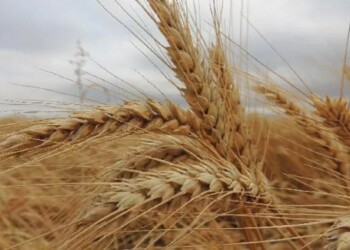 El trigo sigue perdiendo hectáreas