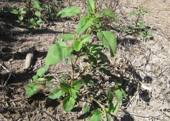Alerta porque el yuyo colorado se hizo resistente a otro herbicida