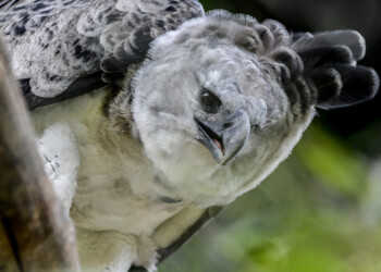 Analizan reintroducir Águilas Harpías en áreas de Bosque Atlántico