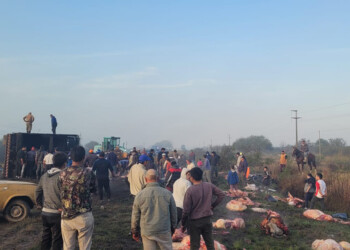 Volcó un camión que trasladaba vacas y los vecinos las carnearon en el lugar