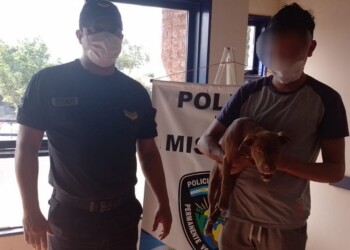 Recuperaron a “Huma”, una pitbull robada que intentaban vender en Garupá