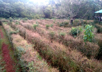 Laberinto vegetal de Montecarlo en estado crítico, atacado por hormigas mineras