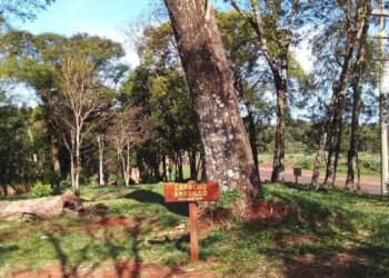 San Vicente eligió a un lapacho amarillo como árbol semillero