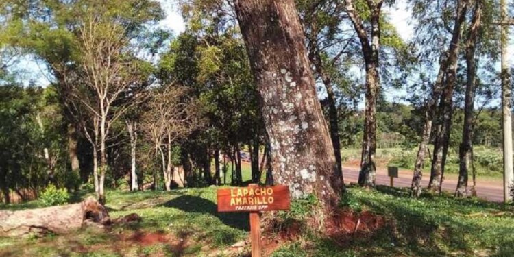 ÁREAS ECOLÓGICAS. San Vicente tiene varias zonas protegidas y el lapacho amarillo del lote 7 es uno de ellos.