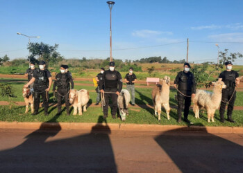 Dos llamas y tres ponis fueron rescatados en el barrio Néstor Kirchner de Posadas