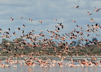 Se creó el Parque Nacional Ansenuza: protegerá al mayor lago salado de Sudamérica
