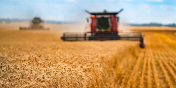 Corn in field closeup. Red grain harvesting combine in a sunny day in a blurred background . Yellow field with grain. Agricultural technic works in field.