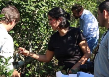 El 60% de los suelos con yerba está en proceso de erosión y sin poder almacenar agua