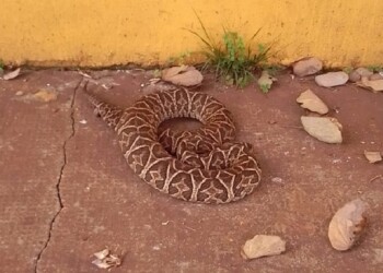 Una vez más es encontrada una víbora Yarará en Posadas