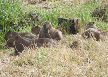 “Es necesario conservar la biodiversidad del Zaimán”
