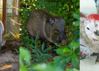 Tristeza en el Iberá: murieron dos guacamayos, una nutria y un pecarí