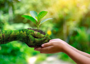 Disponer de un medio ambiente sano fue declarado como un derecho humano universal