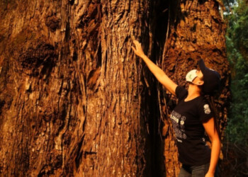 Concurso de árboles nativos para encontrar a los más altos y anchos