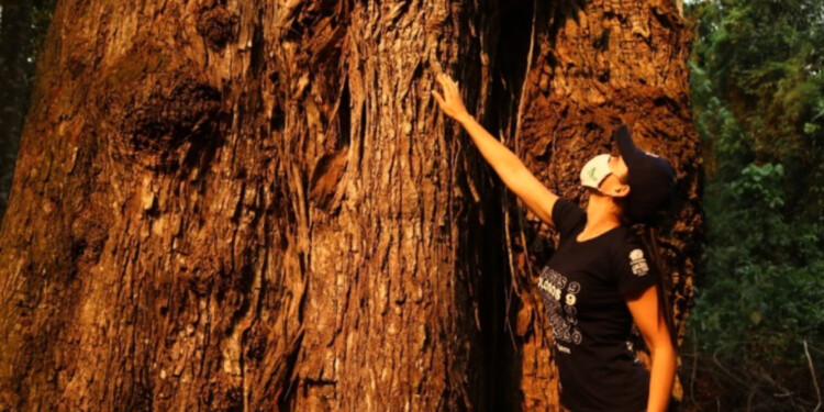 CANDIDATOS. La gente puede inscribir a los árboles en la página www.atodopulmon.org.