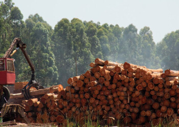 Empresa maderera frenó la contratación de nuevo personal por la falta de dólares