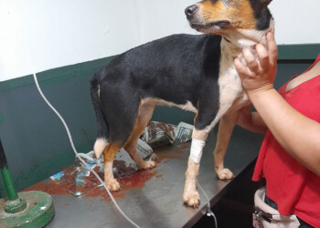 Abejas atacaron a varios perros y dos fallecieron por las picaduras