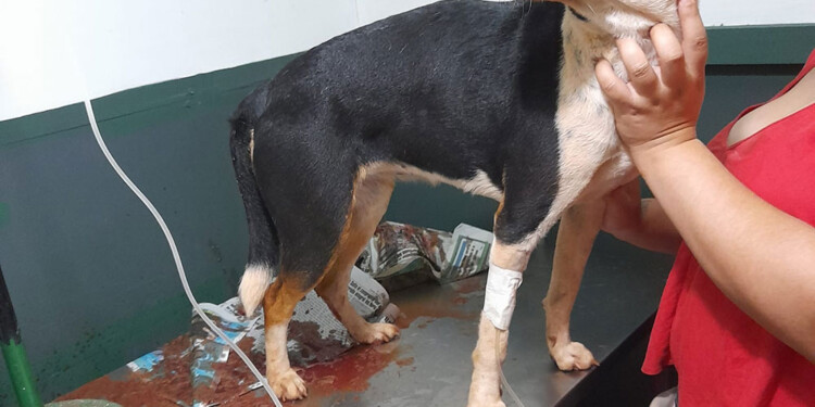 ELIMINAR AL ENEMIGO. Las abejas se sintieron amenazadas y arrasaron con lo que tenían a su paso. Cheka no resistió y Luna lucha por su vida.