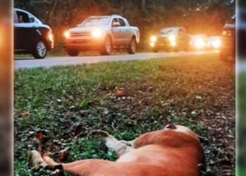 Desde el IMiBio advierten que “la biodiversidad está en peligro”