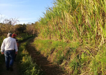 Histórico: Mojón Grande contará con una planta de procesamiento de azúcar rubio