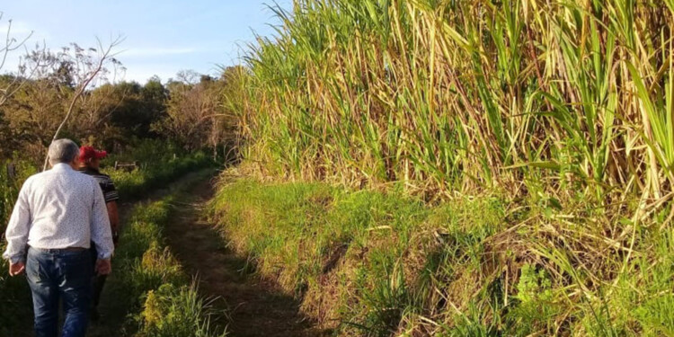 CAÑEROS POR EXCELENCIA. Las producciones de Mojón Grande son una de las más importantes de la región y ahora, contar con la planta fraccionadora será sinónimo histórico de crecimiento para el pueblo.
