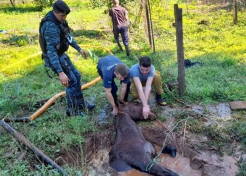 Rescatan con vida a un caballo que cayó a un profundo pozo de agua
