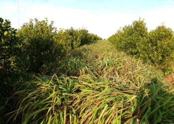 Yerba mate y citronela, alternativa para cuidar suelo y productividad