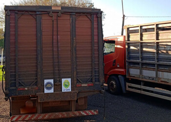 Vacas de contrabando fueron incautadas en la frontera de Brasil