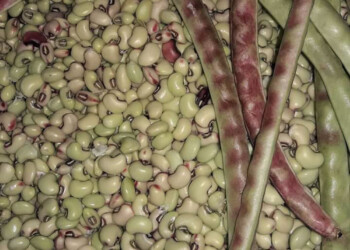 Se multiplican los guardianes de las semillas criollas y nativas