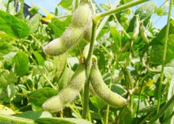 La crisis importadora golpea duro al gran proveedor de dólar del país