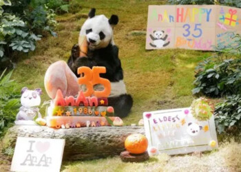Murió “An An”, el panda macho más longevo del mundo