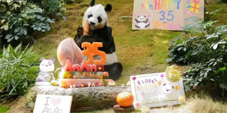 El año pasado An An había celebrado sus 35 años en el zoológico de  Hong Kong.