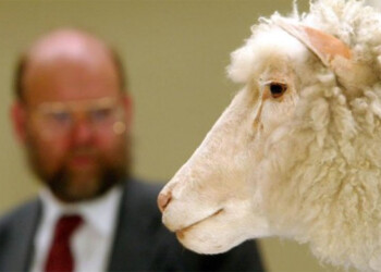 A 22 años de la muerte de la oveja Dolly, un “hito fundamental de la biología”