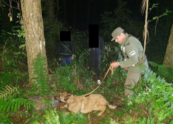 Hallan más de 30 kilos de marihuana en Esperanza