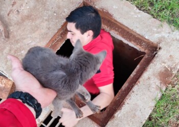 Rescatan a un perro de un pozo de agua y a un gato de una alcantarilla