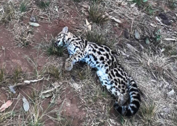Un gato tirica murió atropellado en la ruta 221: buscan a un conductor que se fugó