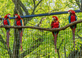 Liberaron guacamayos en el Parque Iberá