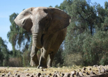 Esta vez pasará Kenia hacia Brasil