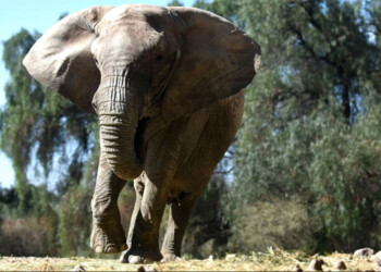 Kenya se entrena para viajar a un santuario brasileño