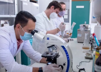 Un formulado con bacterias nativas permitiría reducir los fertilizantes en cultivos