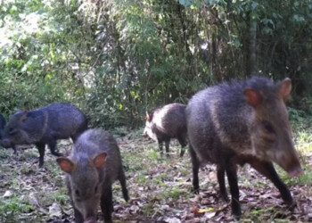 Captan a una manada pecarí paseándose por una chacra misionera